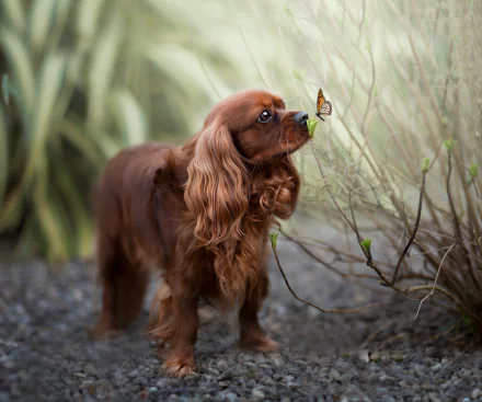 HD PC desktop wallpaper of a ruby King Charles Spaniel sniffing a butterfly perched on a twig against a soft-focus garden background.