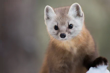 Animal marten HD Desktop Wallpaper | Background Image