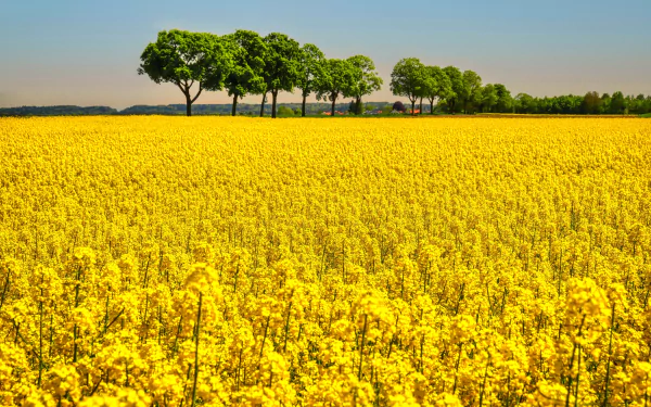 yellow flower nature rapeseed HD Desktop Wallpaper | Background Image