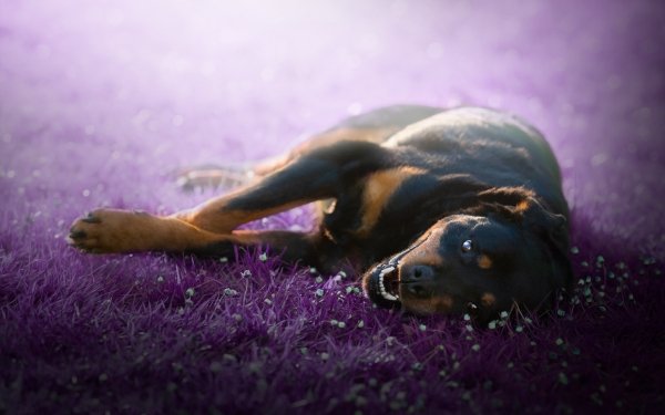 Animal Rottweiler Dogs HD Wallpaper | Background Image