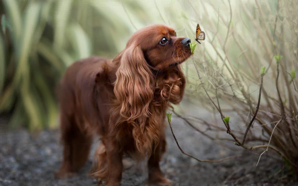 HD PC desktop wallpaper of a ruby King Charles Spaniel sniffing a butterfly perched on a twig against a soft-focus garden background.
