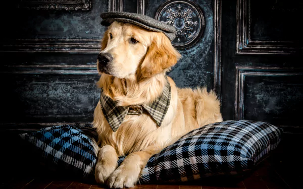 Animal golden retriever HD Desktop Wallpaper | Background Image