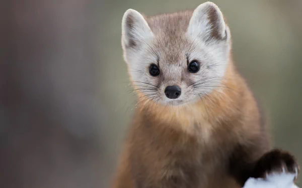 HD PC desktop wallpaper and background featuring a close-up marten with soft brown fur and curious dark eyes against a blurred winter backdrop.