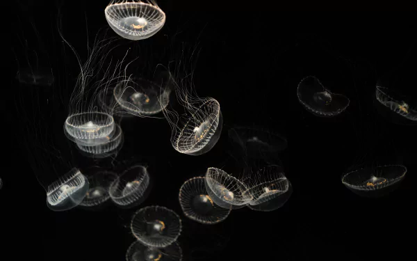 Animal jellyfish HD Desktop Wallpaper | Background Image