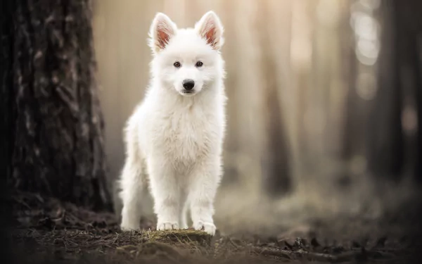 puppy Animal samoyed HD Desktop Wallpaper | Background Image