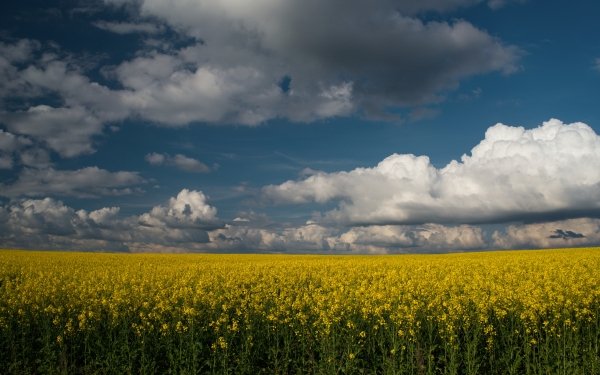 Nature Rapeseed Field Yellow Flower HD Wallpaper | Background Image