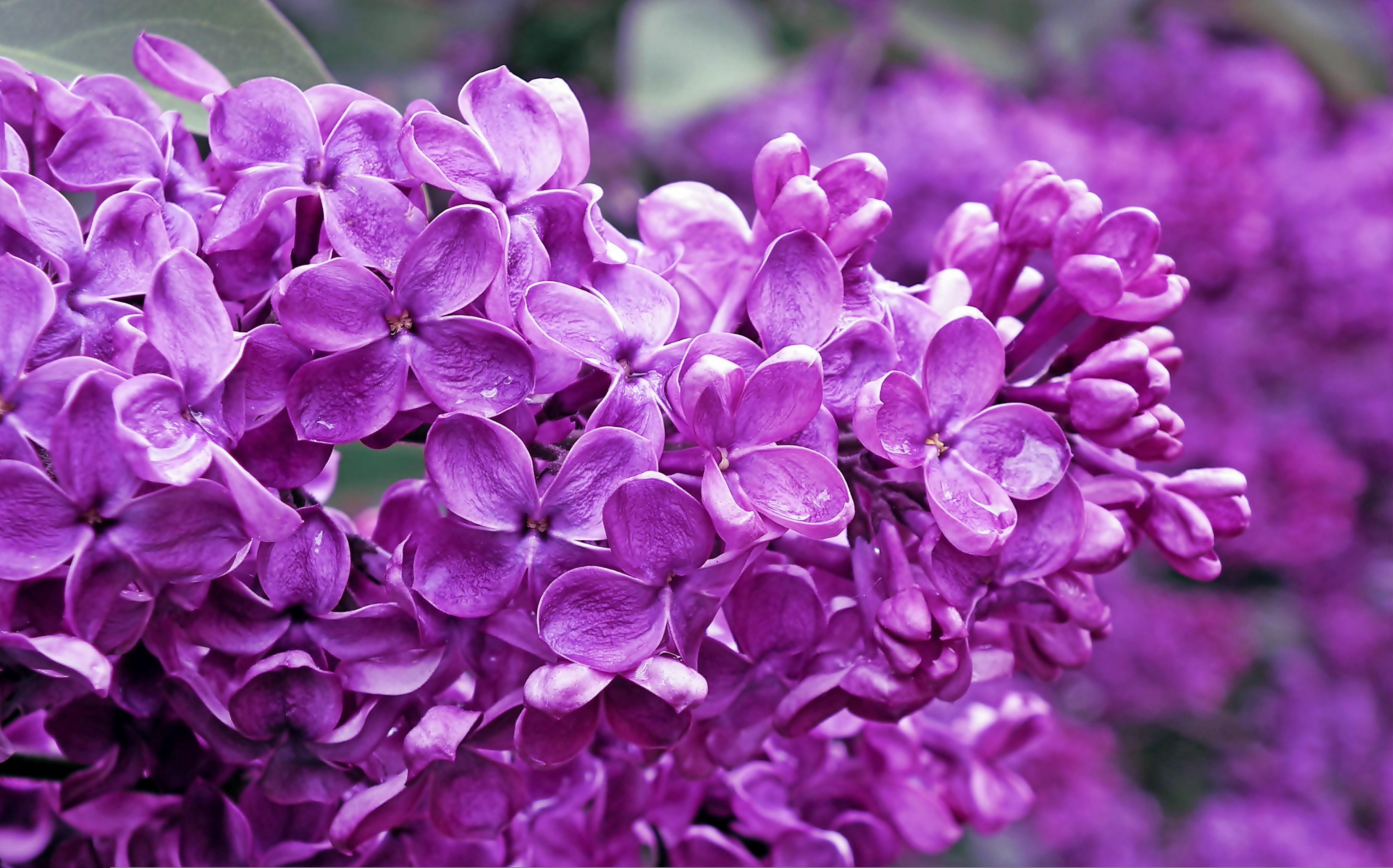 Lilac Flower Wallpaper