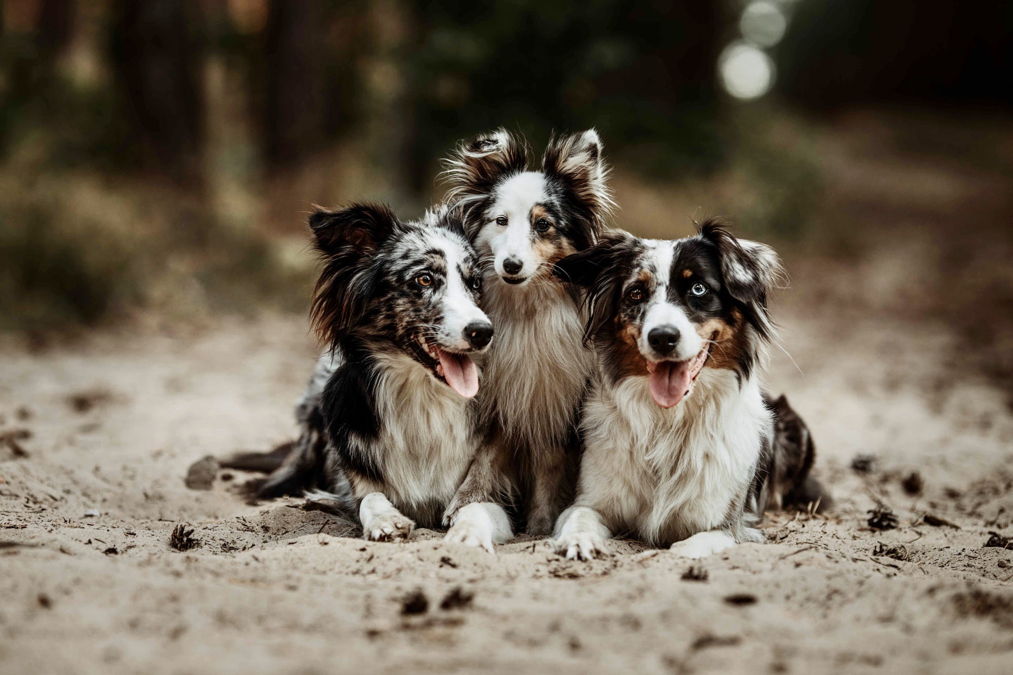 на этой картинке 3 собаки