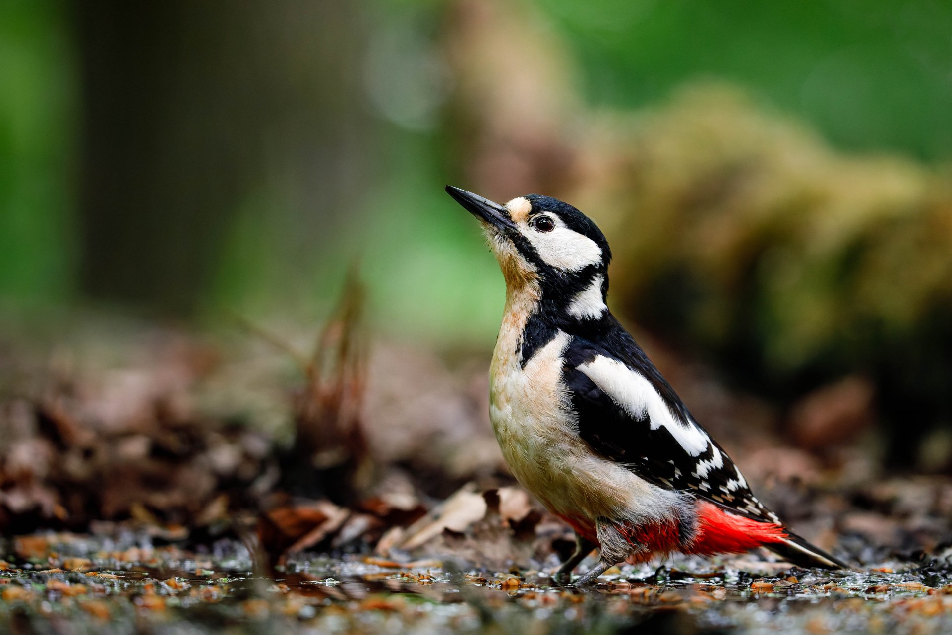 Download Animal Woodpecker 4k Ultra HD Wallpaper