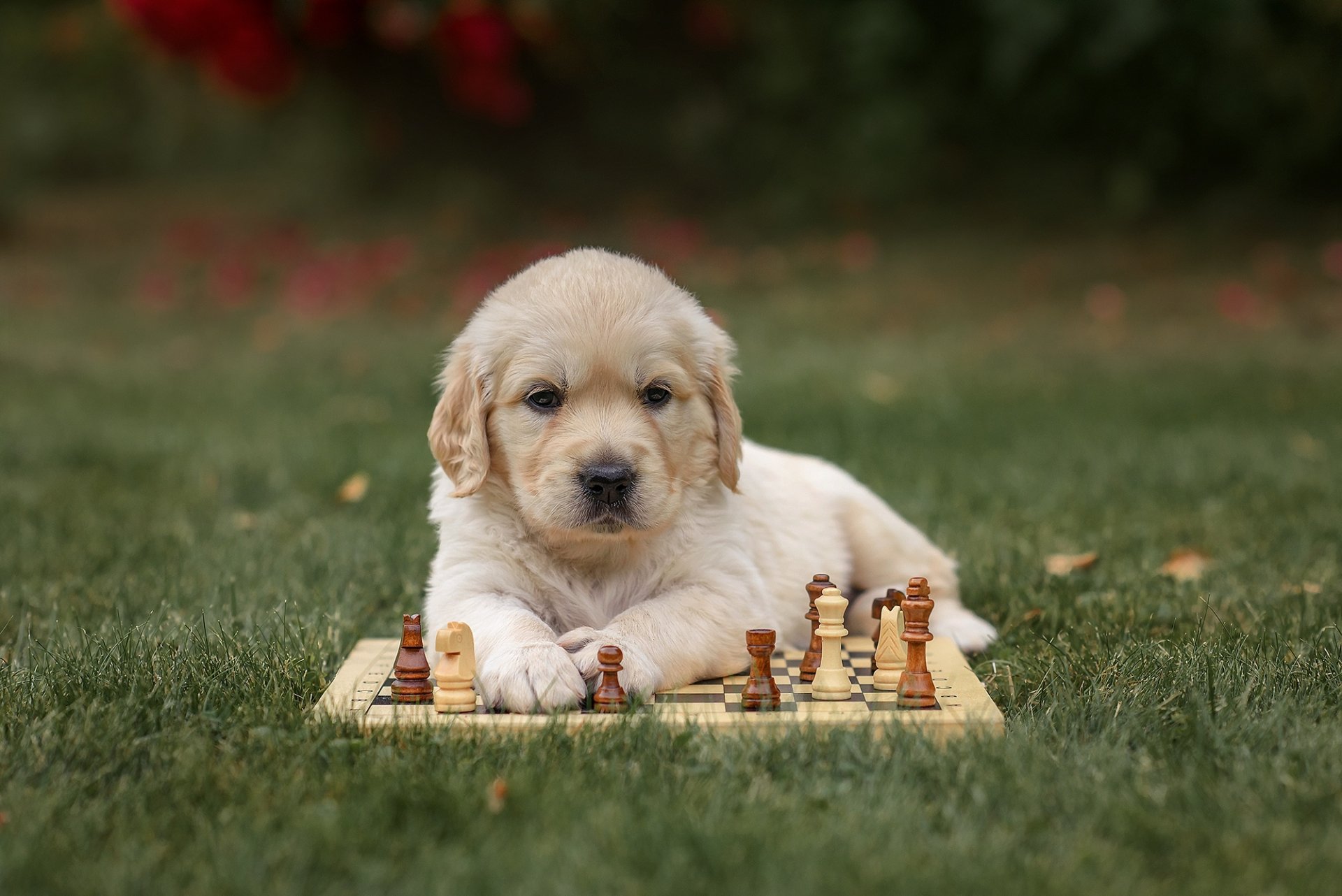 Download Puppy Animal Golden Retriever HD Wallpaper by Victoria Dubrovskaya