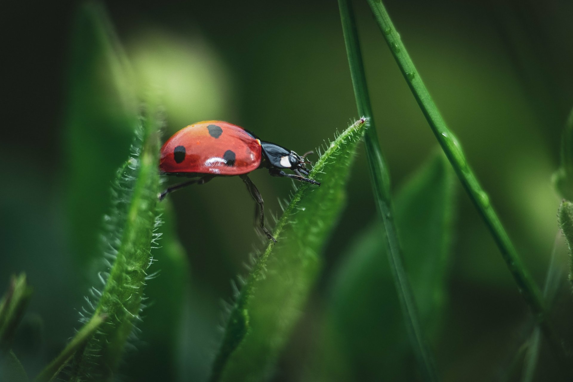 Download Animal Ladybug 4k Ultra HD Wallpaper by Ervin Gjata