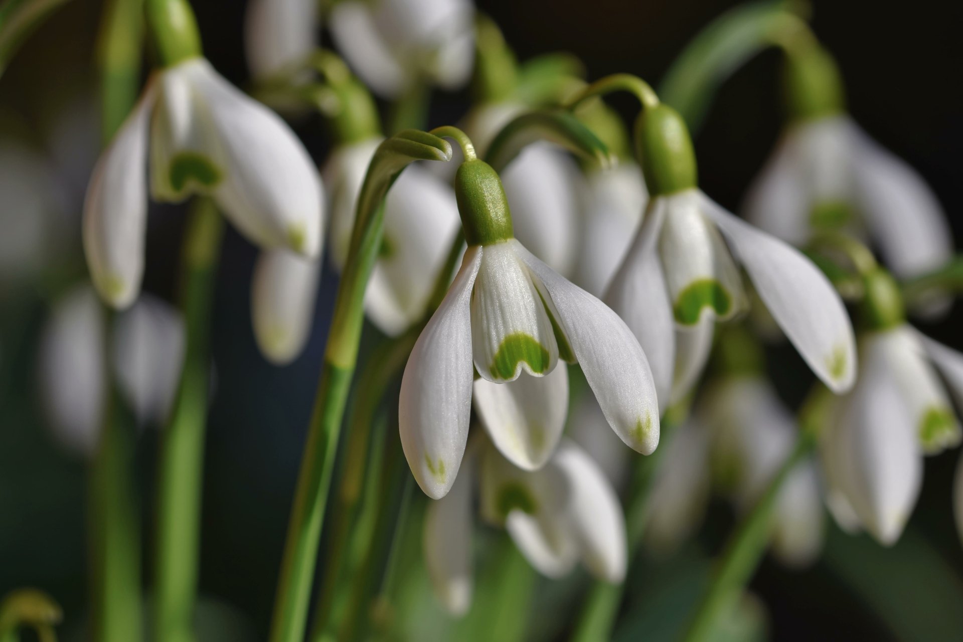 Download Snowdrop Nature Flower 4k Ultra HD Wallpaper by Ralphs_Fotos