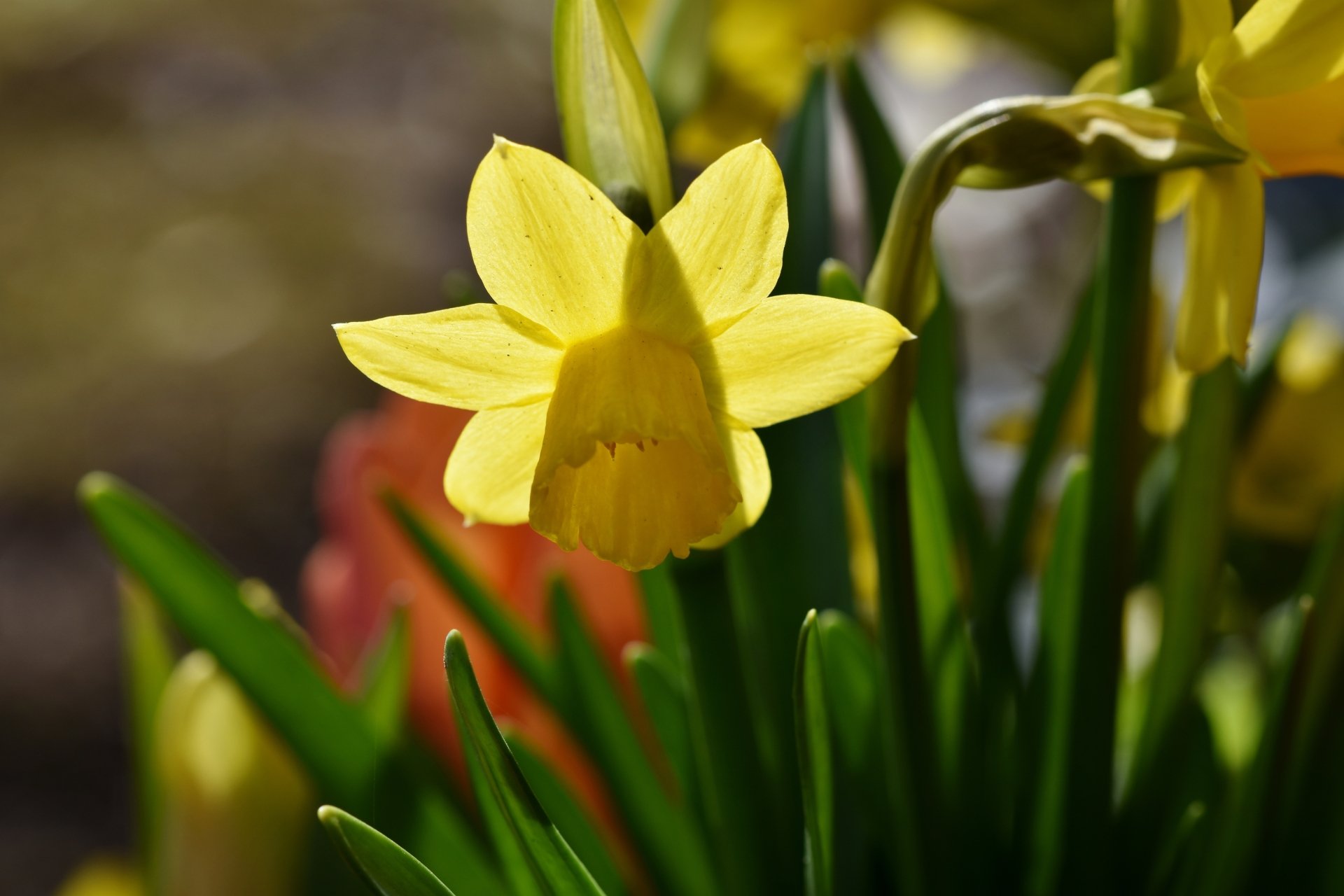 Download Nature Daffodil 4k Ultra HD Wallpaper by Ralphs_Fotos