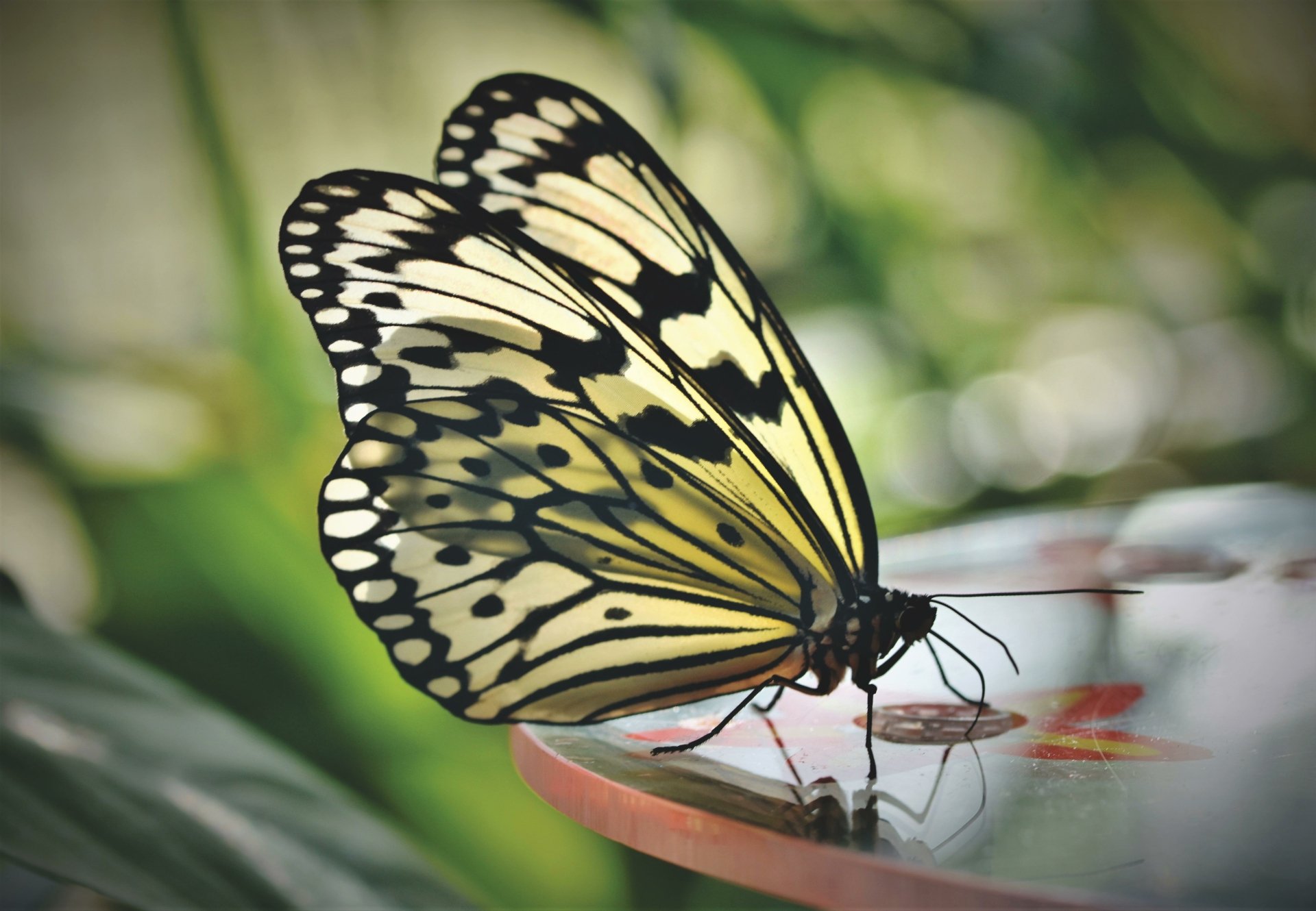 Download Animal Butterfly 4k Ultra HD Wallpaper by Ralphs_Fotos