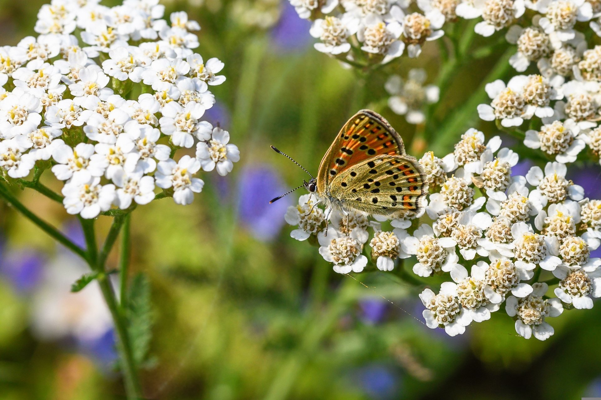 Download Animal Butterfly 4k Ultra HD Wallpaper by fotoblend