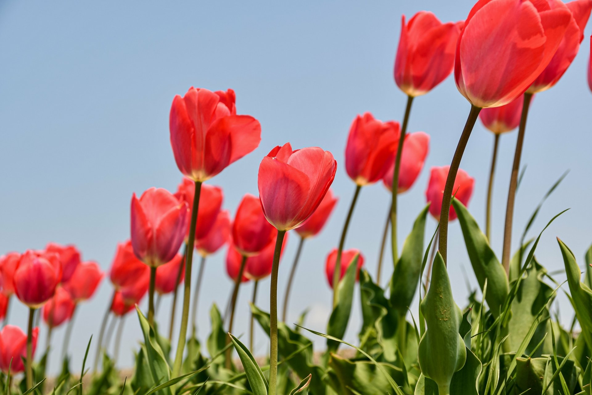 Download Nature Tulip 4k Ultra HD Wallpaper | 5568x3712 | Wallpaper Abyss
