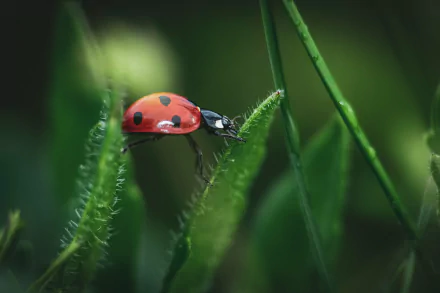 Animal ladybug HD Desktop Wallpaper | Background Image