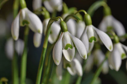 snowdrop nature flower HD Desktop Wallpaper | Background Image