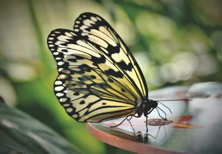 Animal butterfly HD Desktop Wallpaper | Background Image