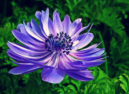nature anemone HD Desktop Wallpaper | Background Image