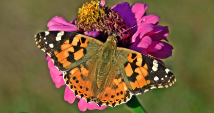Animal butterfly HD Desktop Wallpaper | Background Image