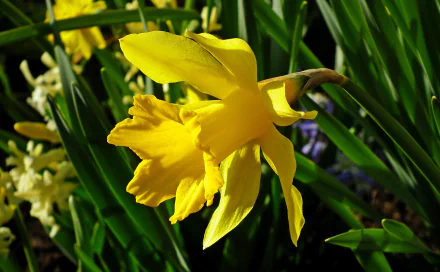 daffodil nature flower HD Desktop Wallpaper | Background Image