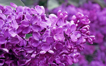 lilac nature flower HD Desktop Wallpaper | Background Image