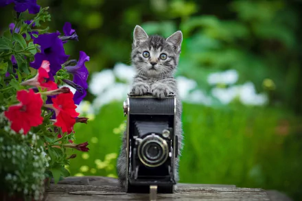 HD PC desktop wallpaper featuring an adorable kitten perched on a vintage camera, surrounded by colorful flowers in a vibrant outdoor setting.