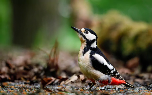 Animal woodpecker HD Desktop Wallpaper | Background Image