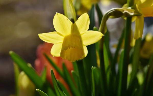 nature daffodil HD Desktop Wallpaper | Background Image