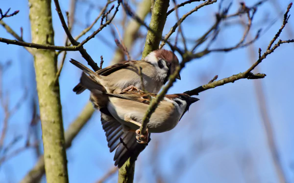 Animal sparrow HD Desktop Wallpaper | Background Image