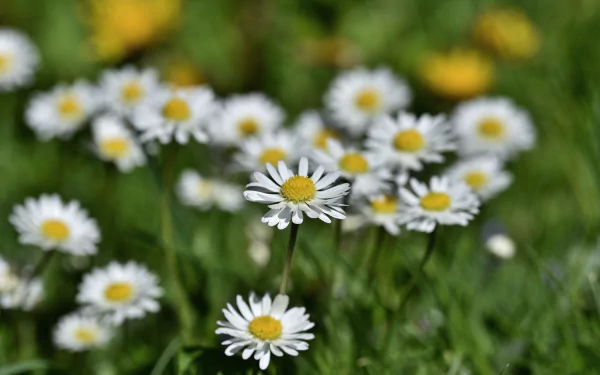 nature daisy HD Desktop Wallpaper | Background Image