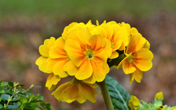 nature primula HD Desktop Wallpaper | Background Image