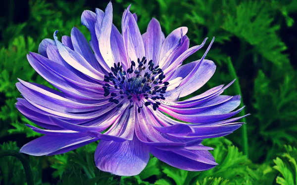 nature anemone HD Desktop Wallpaper | Background Image
