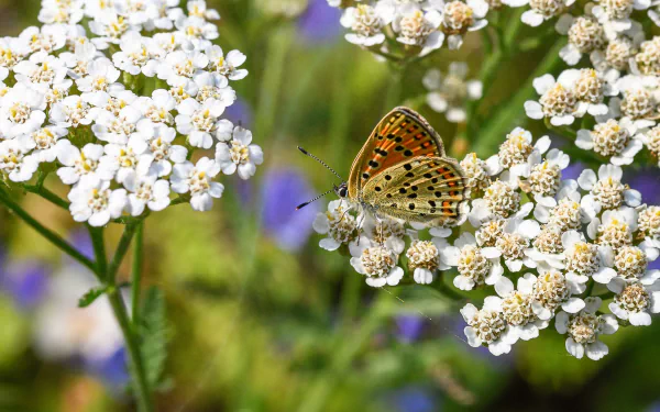 Animal butterfly HD Desktop Wallpaper | Background Image