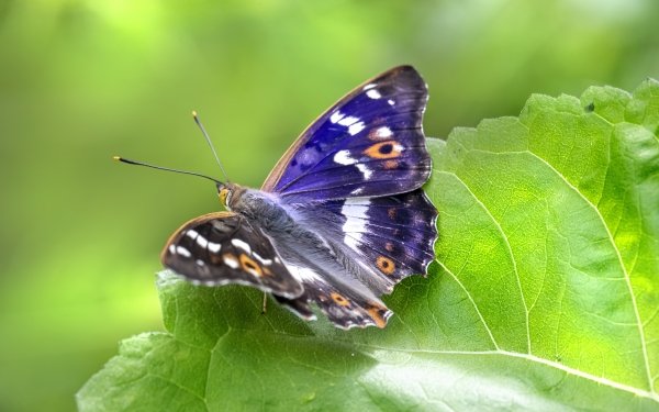Animal Butterfly Insects HD Wallpaper | Background Image