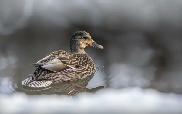Animal duck HD Desktop Wallpaper | Background Image