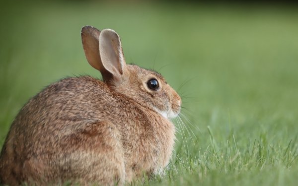 Animal Rabbit HD Wallpaper | Background Image