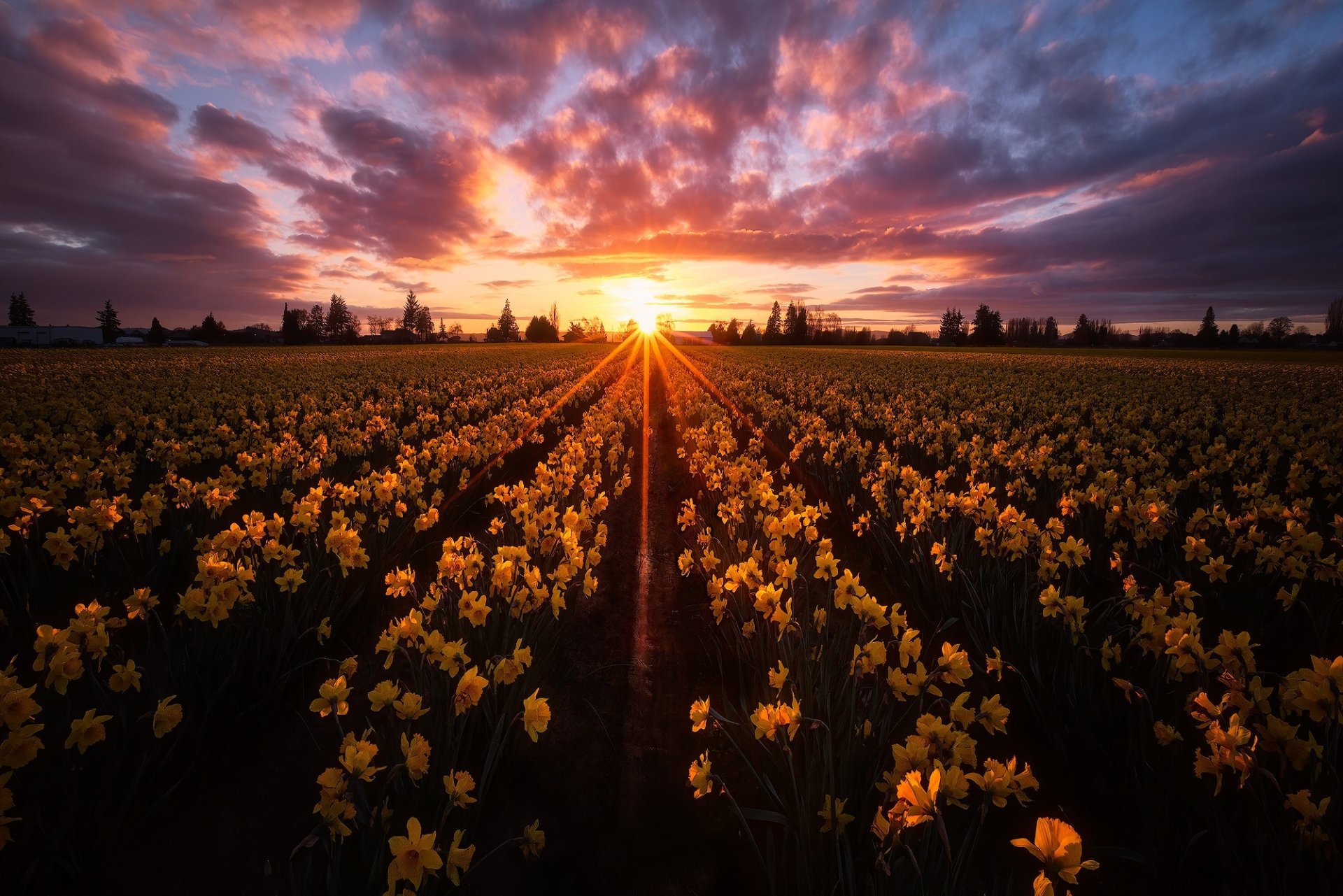 Download Field Daffodil Photography Sunrise HD Wallpaper