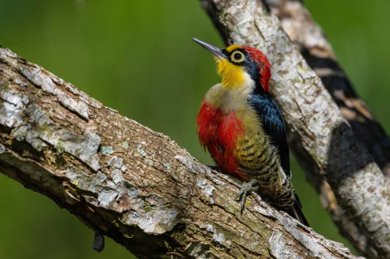 Animal woodpecker HD Desktop Wallpaper | Background Image