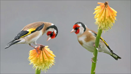 european goldfinch Animal goldfinch HD Desktop Wallpaper | Background Image