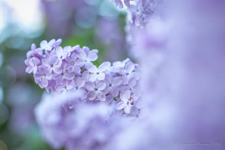 nature lilac HD Desktop Wallpaper | Background Image