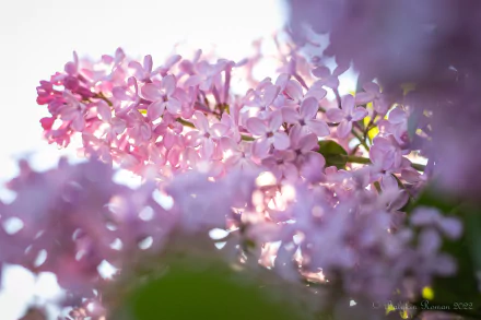 nature lilac HD Desktop Wallpaper | Background Image