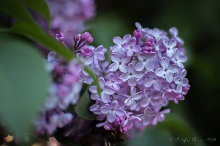 nature lilac HD Desktop Wallpaper | Background Image