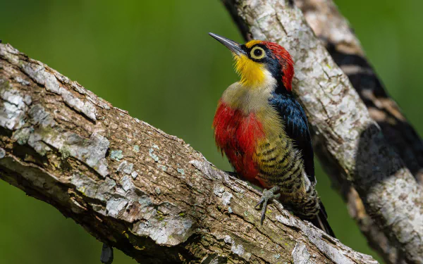Animal woodpecker HD Desktop Wallpaper | Background Image