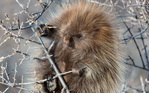 Animal porcupine HD Desktop Wallpaper | Background Image