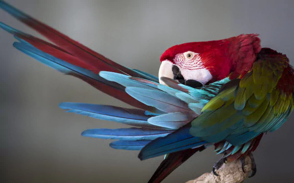 HD PC desktop wallpaper showing an animal: a red-and-green macaw perched on a branch, preening its vibrant red, green and blue plumage.