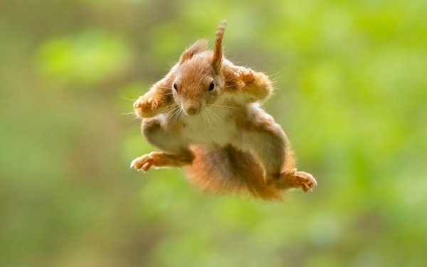 Animal Squirrel HD Wallpaper | Background Image