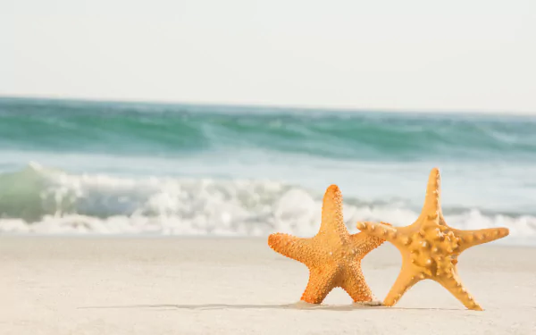 Animal starfish HD Desktop Wallpaper | Background Image