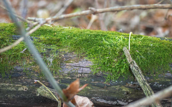 nature moss HD Desktop Wallpaper | Background Image
